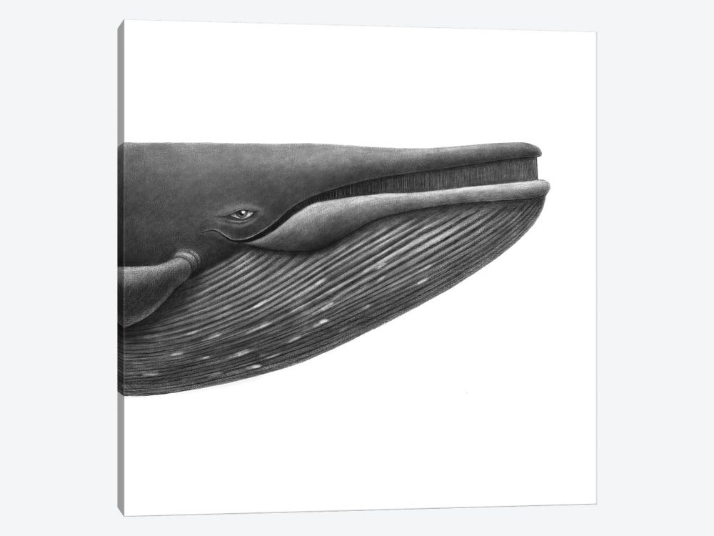 Blue Whale Study Square by Terry Fan 1-piece Canvas Wall Art