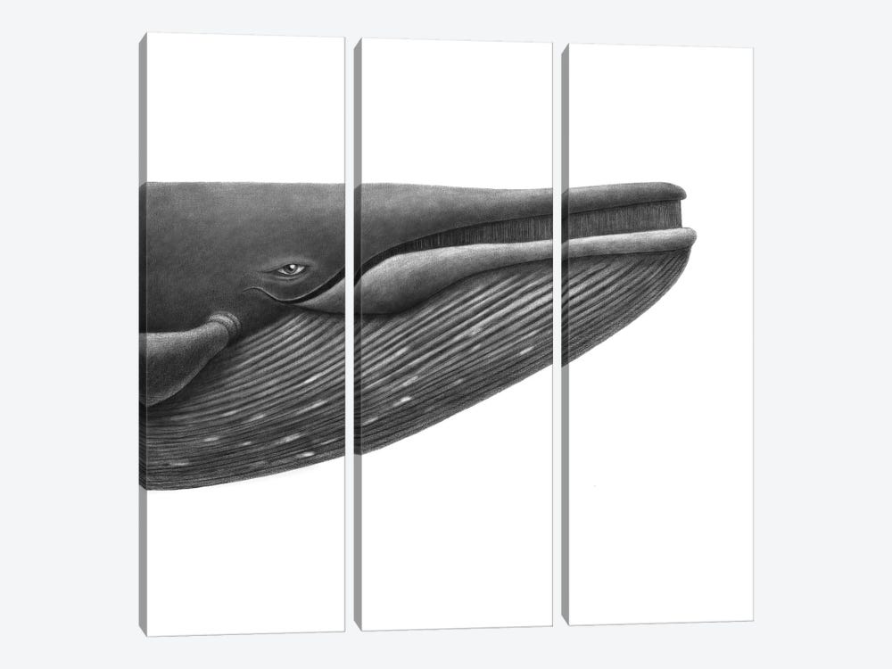 Blue Whale Study Square by Terry Fan 3-piece Canvas Artwork