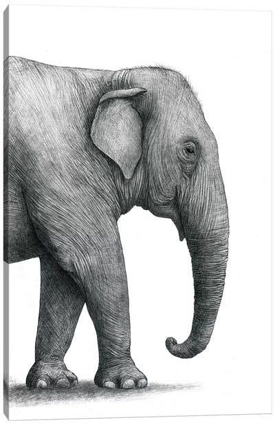 Elephant Study Canvas Art Print - Children's Illustrations 