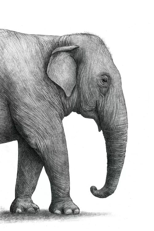 Elephant Study by Terry Fan wall art