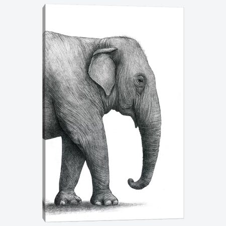 Elephant Study Canvas Print #TFN261} by Terry Fan Canvas Print