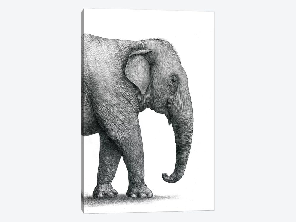 Elephant Study by Terry Fan 1-piece Canvas Wall Art