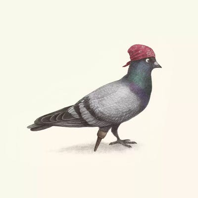 Pirate Pigeon by Terry Fan metal wall art