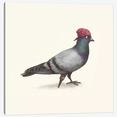 Pirate Pigeon Canvas Print #TFN269} by Terry Fan Canvas Print