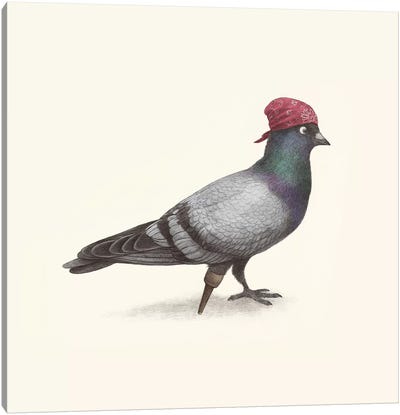 Pirate Pigeon Canvas Art Print - Children's Illustrations 