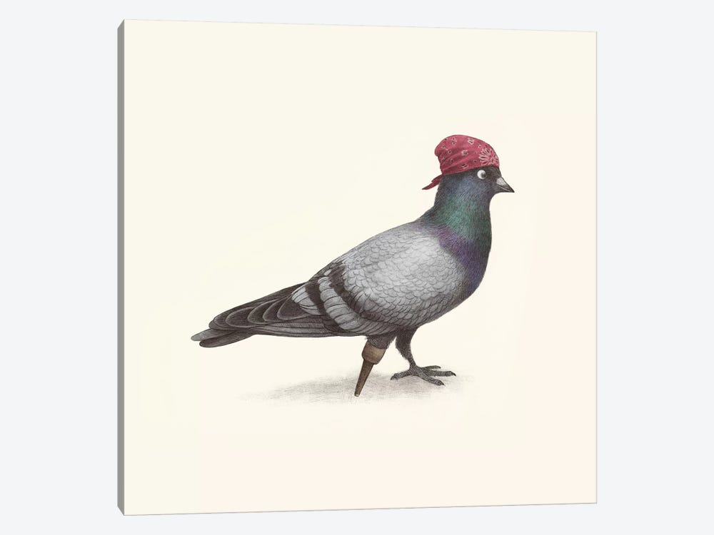 Pirate Pigeon by Terry Fan 1-piece Canvas Artwork