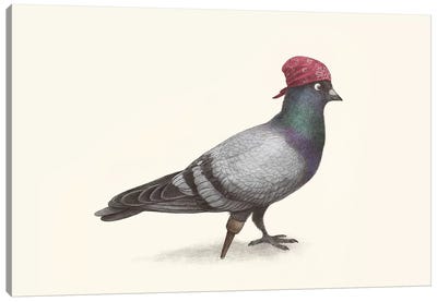 Pirate Pigeon Landscape Canvas Art Print - Animal Illustrations