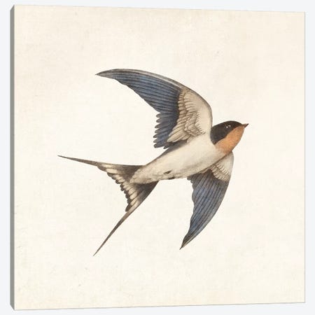 Barn Swallow I Canvas Print #TFN279} by Terry Fan Canvas Artwork