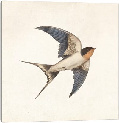 Barn Swallow I Canvas Art Print - Book Illustrations 