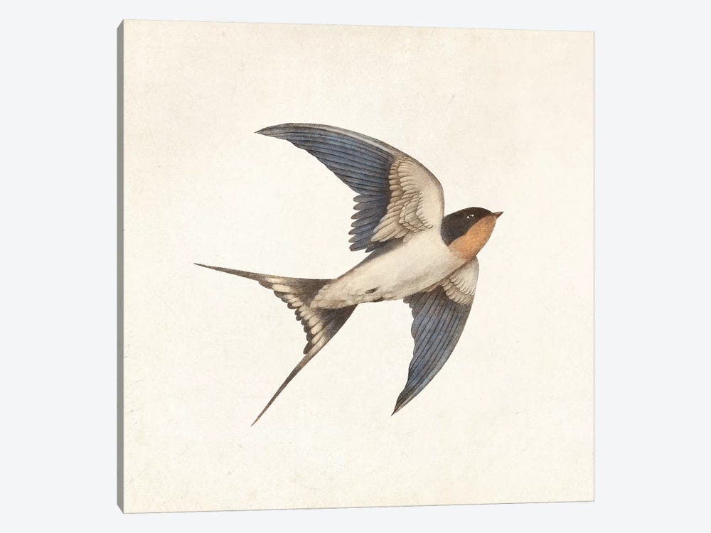Barn Swallow I by Terry Fan 1-piece Canvas Print