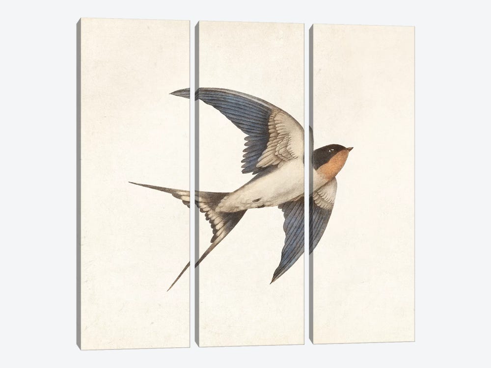 Barn Swallow I by Terry Fan 3-piece Art Print