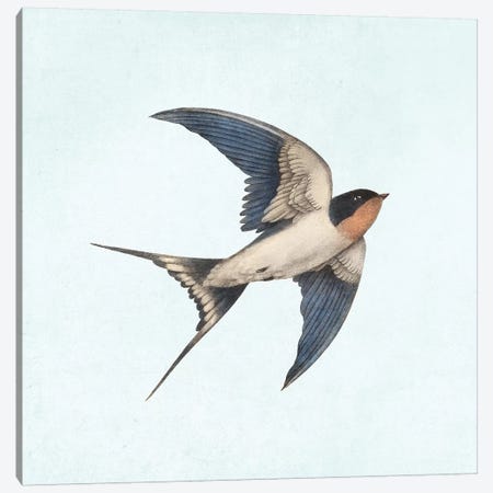 Barn Swallow II Canvas Print #TFN280} by Terry Fan Canvas Art Print