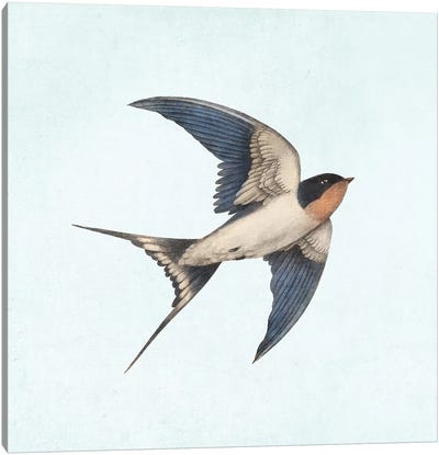 Barn Swallow II Canvas Art Print - Children's Illustrations 