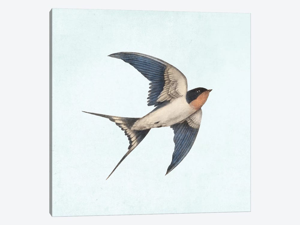 Barn Swallow II by Terry Fan 1-piece Art Print