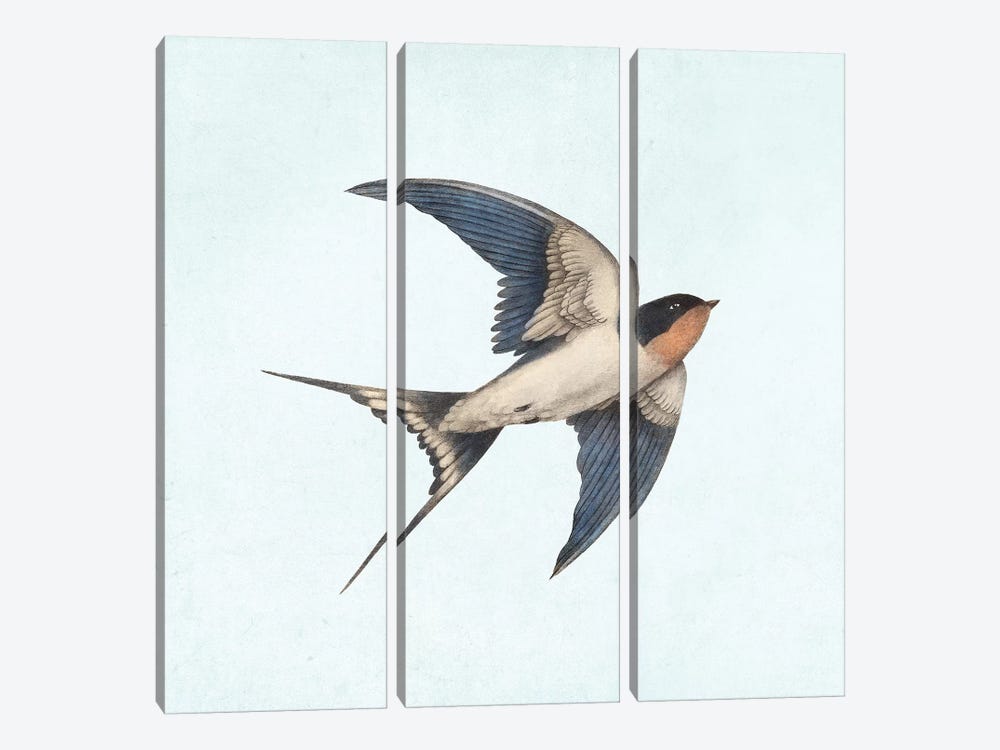 Barn Swallow II by Terry Fan 3-piece Canvas Print