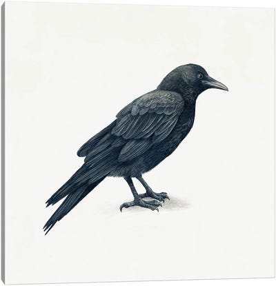 Crow Canvas Art Print - Book Illustrations 