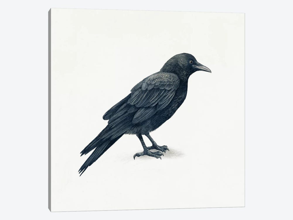 Crow by Terry Fan 1-piece Canvas Art