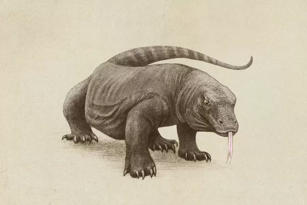 Children's Illustrations: Komodo by Terry Fan