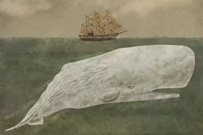 Animal Illustrations