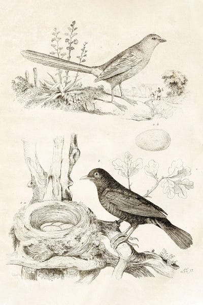 Bird Nest With Eggs II