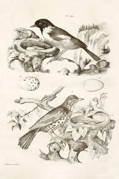 Bird Nest With Eggs III by Tina Higgins metal wall art