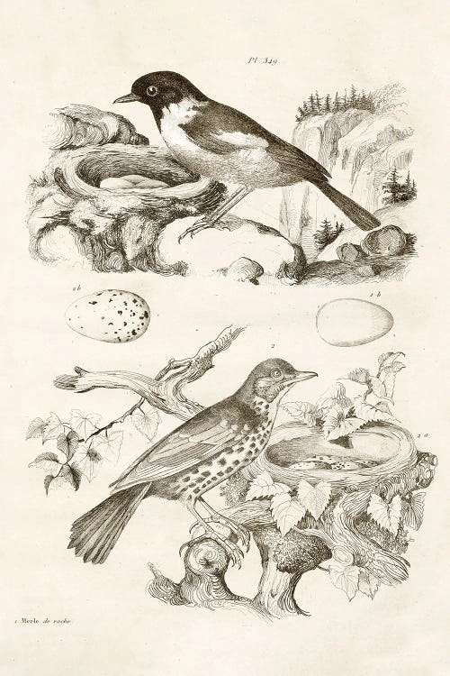 Bird Nest With Eggs III