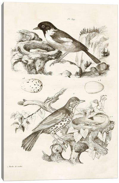 Bird Nest With Eggs III Canvas Art Print - Tina Higgins