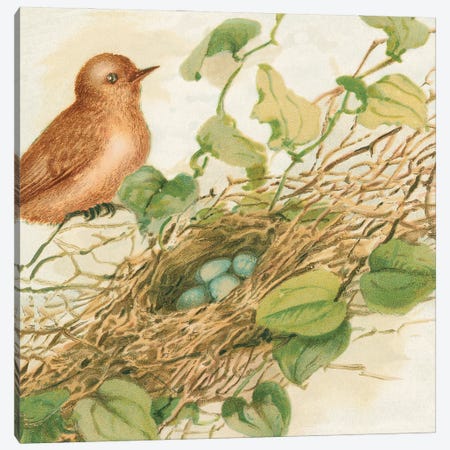 Bird Nest With Eggs IV Canvas Print #THG12} by Tina Higgins Canvas Art