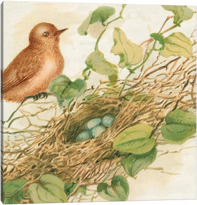 Bird Nest With Eggs IV Canvas Art Print - Celery