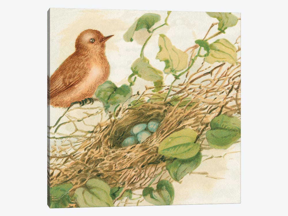 Bird Nest With Eggs IV by Tina Higgins 1-piece Art Print