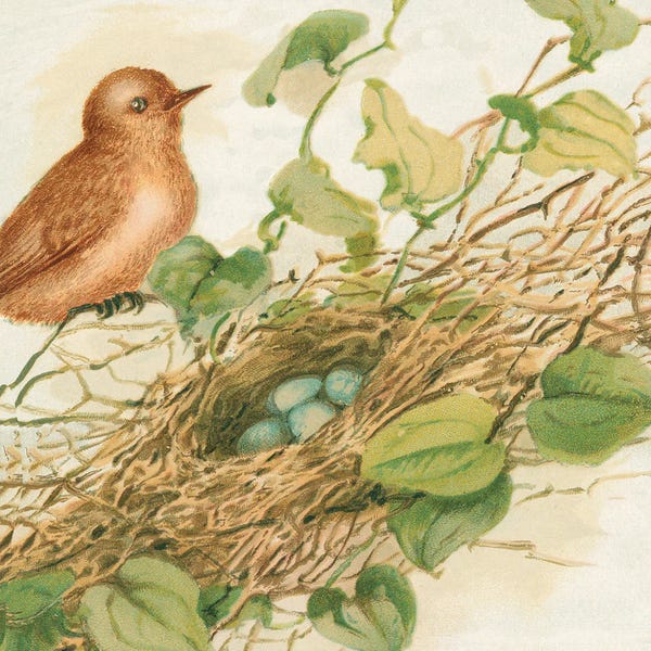 Tina Higgins: Bird Nest With Eggs IV by Tina Higgins