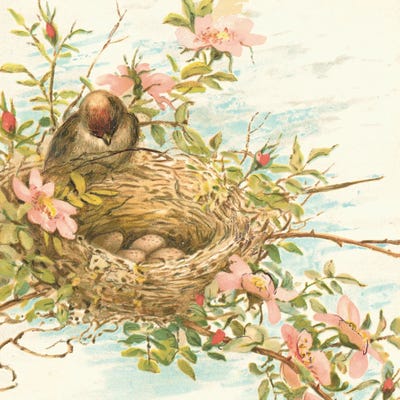 Bird Nest With Eggs V by Tina Higgins metal wall art