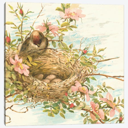 Bird Nest With Eggs V Canvas Print #THG13} by Tina Higgins Canvas Art