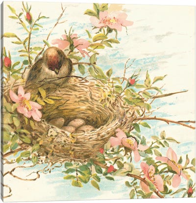 Bird Nest With Eggs V Canvas Art Print - Nests