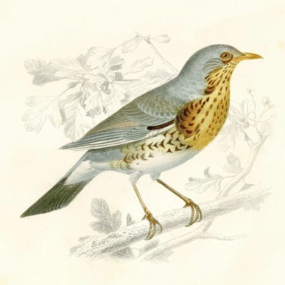 Bird On A Branch I by Tina Higgins metal wall art