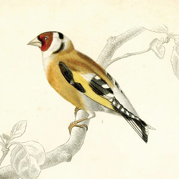 Tina Higgins: Bird On A Branch II by Tina Higgins