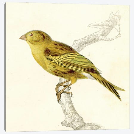 Bird On A Branch III Canvas Print #THG16} by Tina Higgins Canvas Print