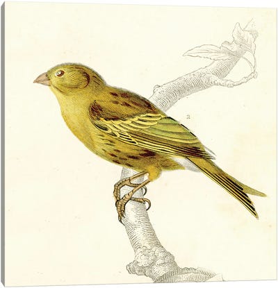 Bird On A Branch III Canvas Art Print - Tina Higgins