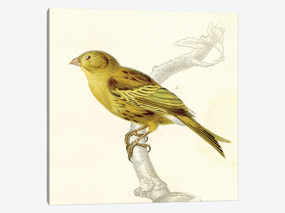 Bird On A Branch III by Tina Higgins 1-piece Art Print