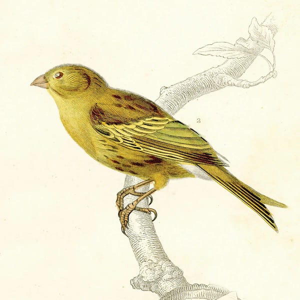 Tina Higgins: Bird On A Branch III by Tina Higgins