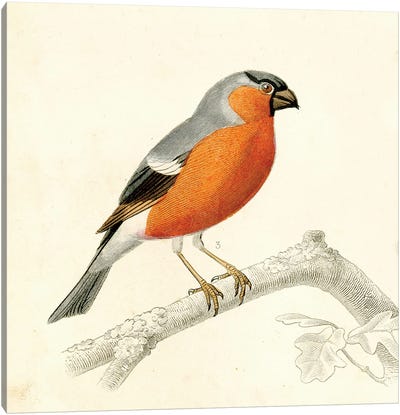 Bird On A Branch IV Canvas Art Print - Tina Higgins