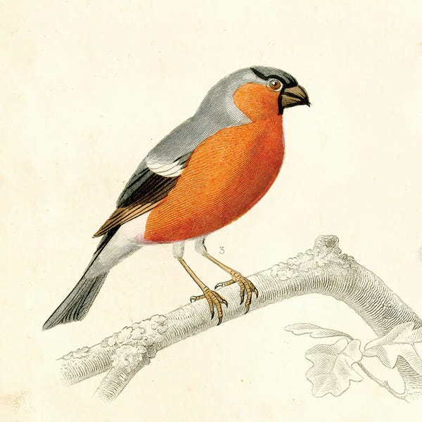 Tina Higgins: Bird On A Branch IV by Tina Higgins