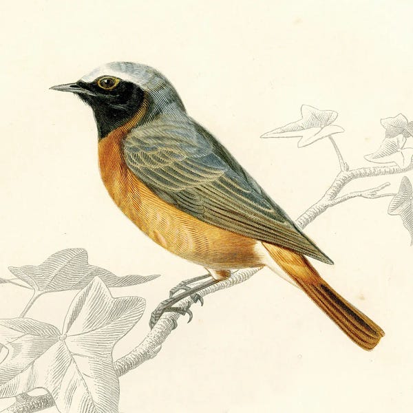 Tina Higgins: Bird On A Branch V by Tina Higgins