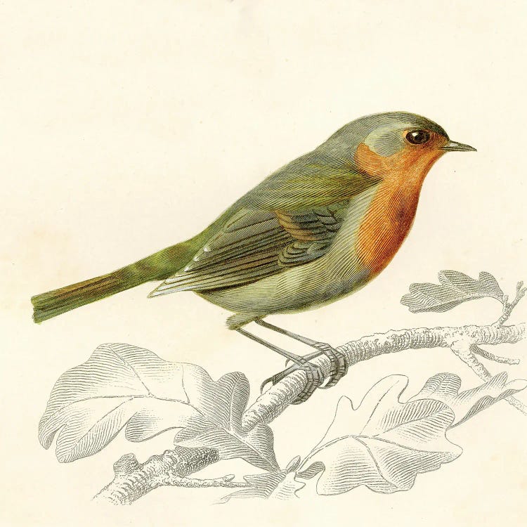 Bird On A Branch VI