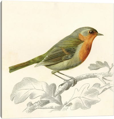 Bird On A Branch VI Canvas Art Print - Tina Higgins