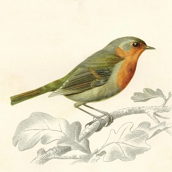 Tina Higgins: Bird On A Branch VI by Tina Higgins