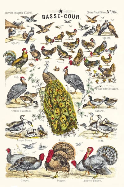 Tina Higgins: Barnyard by Tina Higgins