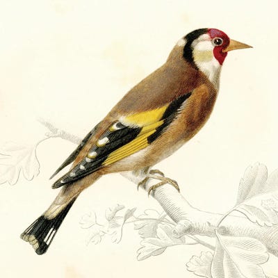 Bird On A Branch VII by Tina Higgins metal wall art