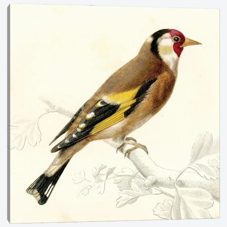 Bird On A Branch VII Canvas Print #THG20} by Tina Higgins Canvas Print