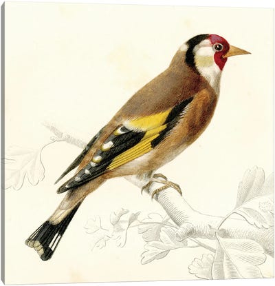 Bird On A Branch VII Canvas Art Print - Tina Higgins